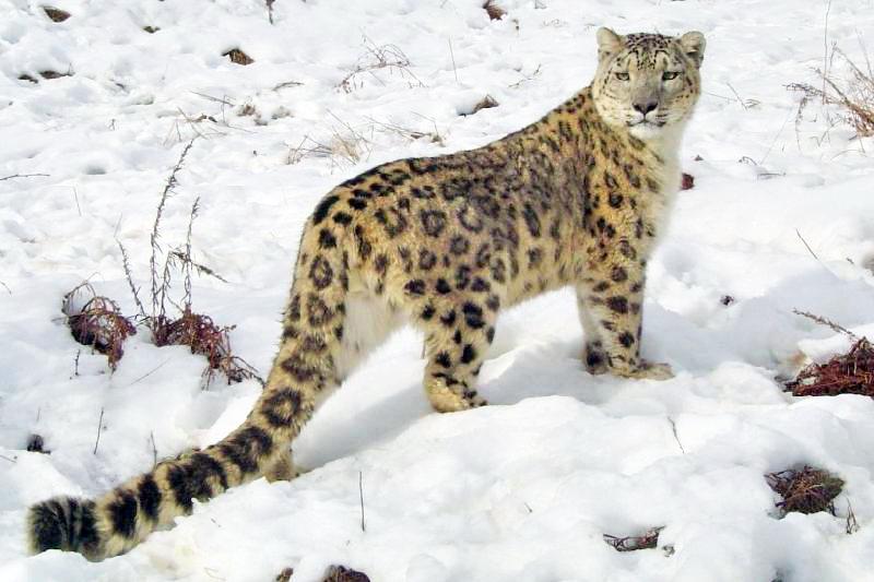 The Elusive Snow Leopard: Ghost of the Mountains
